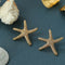 Ocean Style Shell & Paved Starfish Stud Earrings - floysun